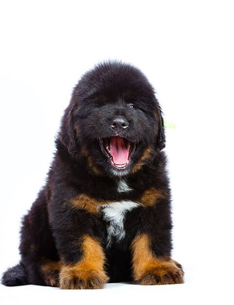 Tibetan Mastiff